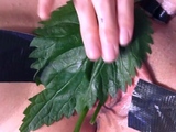 STINGING NETTLE
